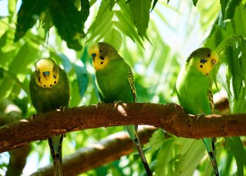 How Long Do Parakeets Sleep?