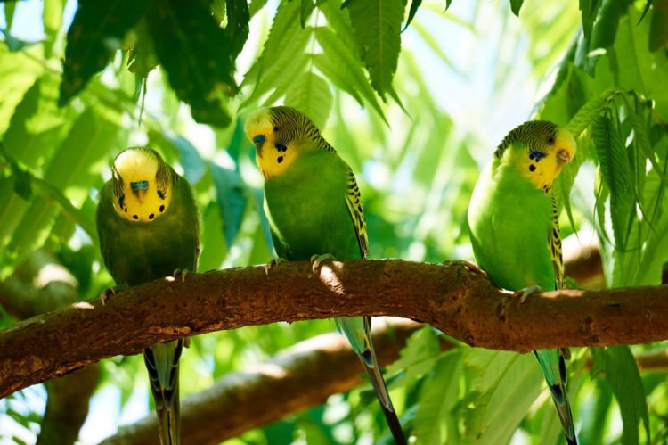 How Long Do Parakeets Sleep?
