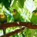 How Long Do Parakeets Sleep?
