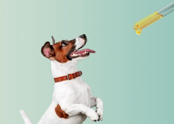 How much CBD can I give to a dog? 