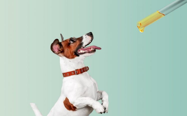 How much CBD can I give to a dog? 