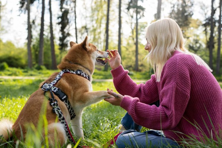 CBD for Dogs