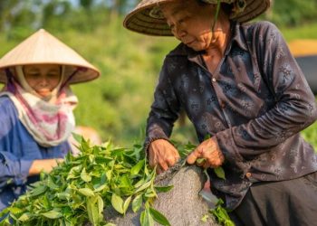 The Historical Roots and Origins of Maeng Da Kratom