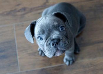 Pregnancy Care for French Bulldogs