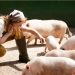 The Enigmatic Charm of Pig Latin: A Playful Linguistic Diversion
