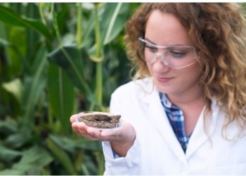 A Comprehensive Guide to Growing and Enjoying Cherry Diesel Cannabis