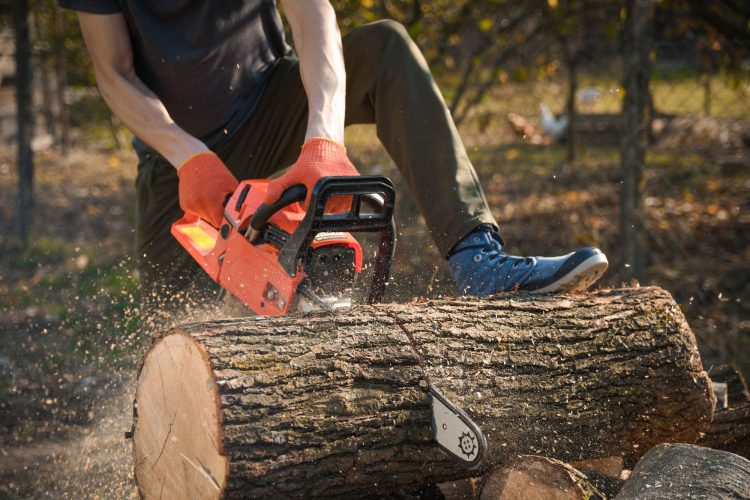 DIY Tree Removal vs. Professional Services: Pros and Cons