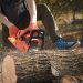 DIY Tree Removal vs. Professional Services: Pros and Cons