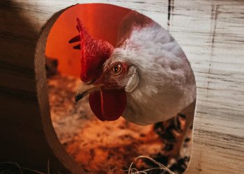 Feathers & Comfort: Designing the Ideal Chicken Coop for Your Backyard Flock