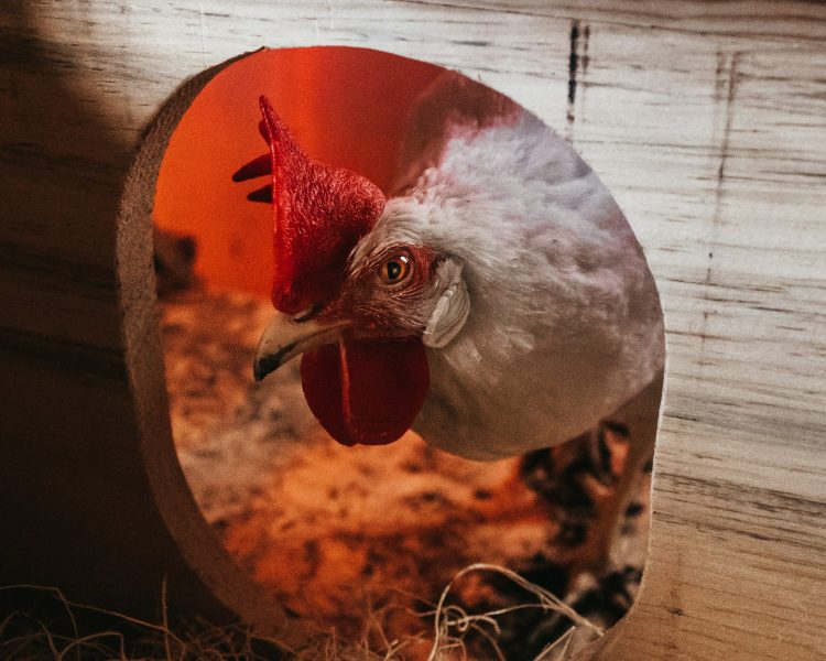 Feathers & Comfort: Designing the Ideal Chicken Coop for Your Backyard Flock