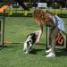 Unleashing Happiness: The Transformative Power of Hiring a Dog Trainer