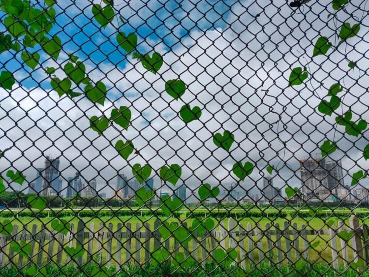 Your introduction to chain link fence and its perks!