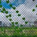 Your introduction to chain link fence and its perks!