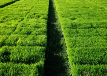 A Comprehensive Guide to Choosing the Right Turf Farm for Your Needs