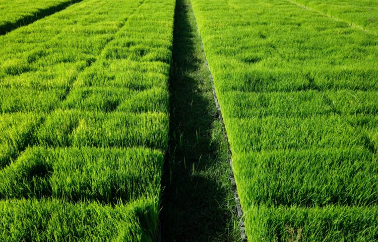 A Comprehensive Guide to Choosing the Right Turf Farm for Your Needs