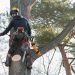 The Importance of Timely Response in Emergency Tree Services