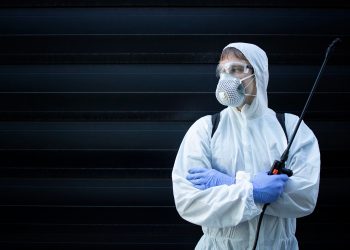 Pest Control: DIY Solutions vs. Professional Services