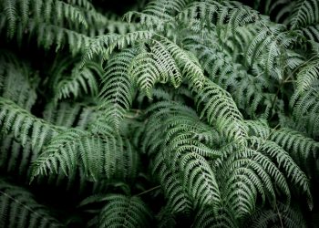 The Many Advantages of Using Fern Plants as Border Plants in Landscaping