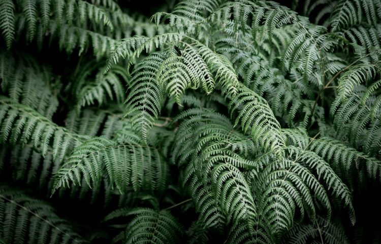 The Many Advantages of Using Fern Plants as Border Plants in Landscaping