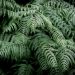 The Many Advantages of Using Fern Plants as Border Plants in Landscaping