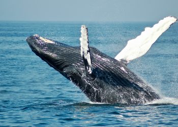 Dive into Adventure: Your Ultimate Guide to Whale Watch Dunsborough WA