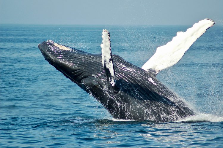 Dive into Adventure: Your Ultimate Guide to Whale Watch Dunsborough WA