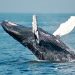 Dive into Adventure: Your Ultimate Guide to Whale Watch Dunsborough WA