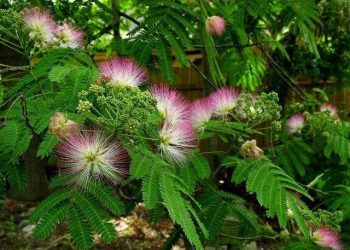 Mimosa Hostilis Root Bark: A Key Ingredient for DMT Extraction