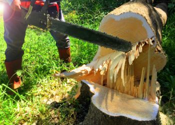 Nature’s Fury: When is Tree Removal an Emergency in Philadelphia?