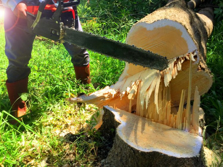 Nature’s Fury: When is Tree Removal an Emergency in Philadelphia?