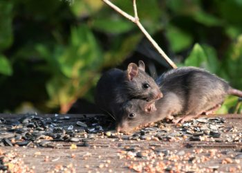 How Routine Pest Inspections Can Save Your Home