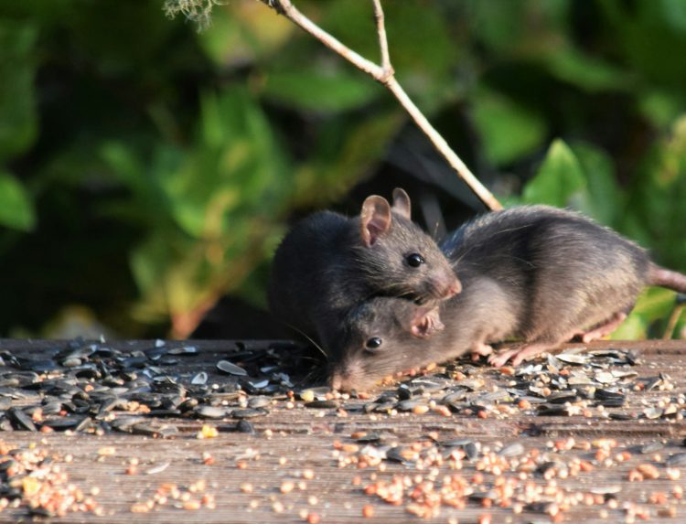 How Routine Pest Inspections Can Save Your Home