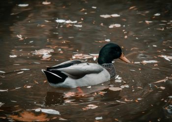 The Best Duck Calls for Beginners: How to Choose the Right One for Your Hunt