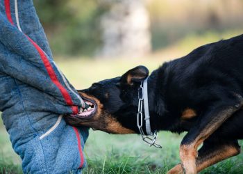 Why You Need a Dog Bite Accident Attorney for Your Case