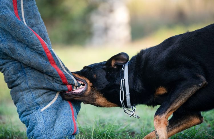 Why You Need a Dog Bite Accident Attorney for Your Case