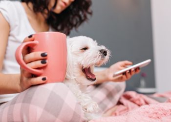 The Ultimate Pooper Scooper Tucson, AZ Checklist: What to Look For in a Service