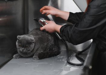 Paw-sitive Care – How Mobile Grooming Can Transform Your Dog’s Paw Pads