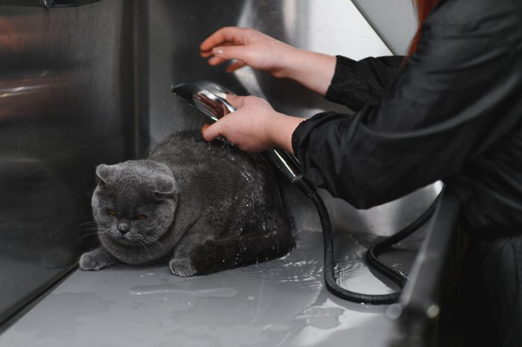 Paw-sitive Care – How Mobile Grooming Can Transform Your Dog’s Paw Pads