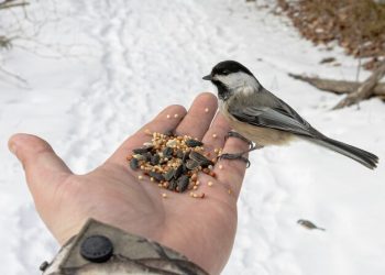 Mealworms: The Unsung Heroes of Bird and Pet Nutrition