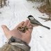 Mealworms: The Unsung Heroes of Bird and Pet Nutrition