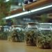 Lume Cannabis Co.: Setting the Standard for Dispensaries in Michigan’s Competitive Market