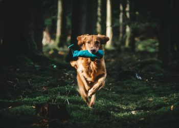 What Benefits Do Personalized Dog Exercise Plans Offer Active Breeds?