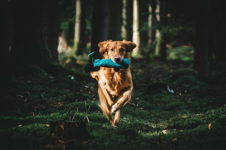 What Benefits Do Personalized Dog Exercise Plans Offer Active Breeds?