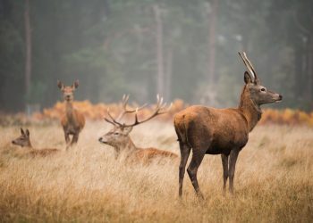Whitetail Deer Management: How Squaw Mountain Ranch Ensures Trophy Bucks