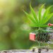 Wellness Benefits of Cannabis: A Deep Dive into the World of Premium Dispensaries