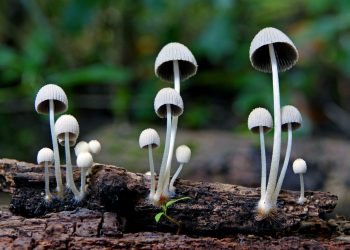 The Ultimate Guide to Psilocybin Mushroom Growing Kits: How to Cultivate Your Own Magic Mushrooms
