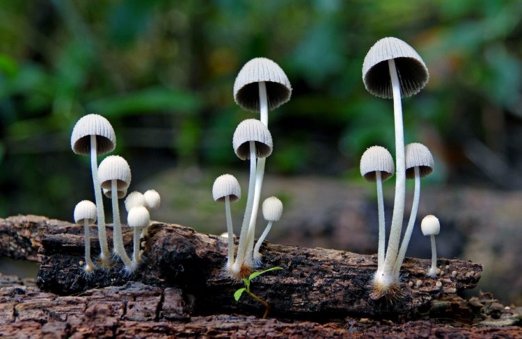 The Ultimate Guide to Psilocybin Mushroom Growing Kits: How to Cultivate Your Own Magic Mushrooms