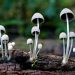The Ultimate Guide to Psilocybin Mushroom Growing Kits: How to Cultivate Your Own Magic Mushrooms