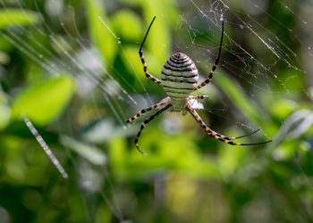 Spider Control for Eagle Garages: Effective Strategies to Keep Your Garage Spider-Free