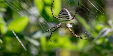 Spider Control for Eagle Garages: Effective Strategies to Keep Your Garage Spider-Free